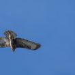 Buse variable